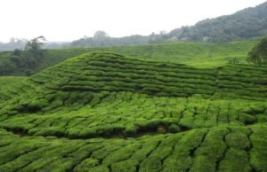 Where Are the World’s Most Influential Tea-Growing Regions