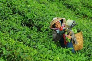 Is Organic Tea Farming Right for You