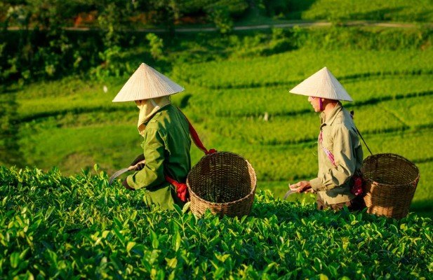 Organic Tea Farming Business for Sustainable Profit
