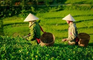 Sourcing High-Quality Tea and Materials