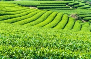 Why Organic Tea Farming Is Growing So Fast